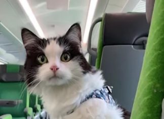 Gato viaja cinco horas en tren y su dueña graba todo el recorrido