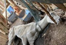 Atiende ecología más denuncias por maltrato animal