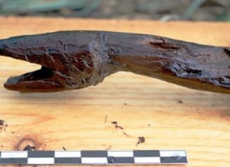 Hallan en Finlandia una serpiente de madera “muy natural” de hace más de 3.900 años