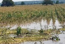 Abundantes lluvias siniestraron casi 170 mil hectáreas de sorgo