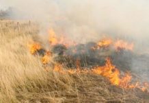 Bomberos sofocan pastizales en concurridos sectores populares