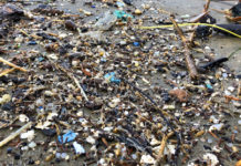 Revelan un efecto perturbador de los microplásticos en la salud humana