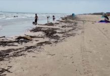 Playa Miramar amanece invadida de chapopote y palizada