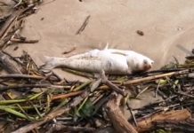 Asegura alcalde de Madero que a pesar de condiciones de playa Miramar, no hay daño ecológico