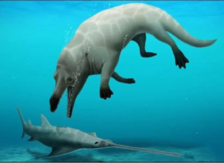 La nueva especie de ballena de cuatro patas que descubrieron en Egipto