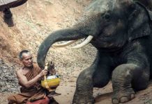 Casual: Sri Lanka prohíbe conducir elefantes en estado de embriaguez