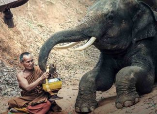 Casual: Sri Lanka prohíbe conducir elefantes en estado de embriaguez