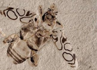 Identifican un nuevo escarabajo que vivió hace 49 millones de años al analizar uno de los fósiles “más magníficos jamás encontrados”