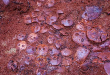 Estudiantes de arqueología rusos descubren un “excepcional” entierro de más de 5.000 años de antigüedad con 140 joyas de ámbar del báltico