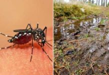 Lluvias aumentan peligro de dengue y otras enfermedades