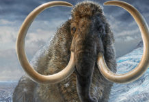 El colmillo de un mamut permite concluir que el animal “dio casi dos vueltas al mundo” a lo largo de su vida