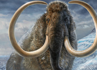 El colmillo de un mamut permite concluir que el animal “dio casi dos vueltas al mundo” a lo largo de su vida