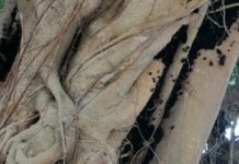 Piden ayuda por plaga de gusanos quemadores