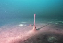 Relacionan el aumento de oxígeno con la ralentización de la rotación de la Tierra y la mayor duración de los días