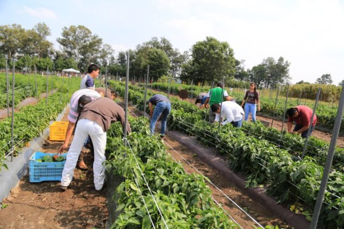 trabajadores