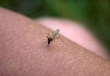 Con lluvias aumentó la presencia de zancudos