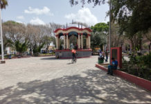 Reforestaran árboles muertos en plaza principal de Matamoros