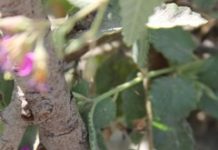 Arriban mariposas migratorias a Reynosa