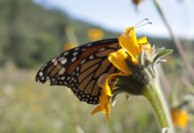 Apoya Gobernador Francisco García Cabeza de Vaca Protección de Mariposa Monarca