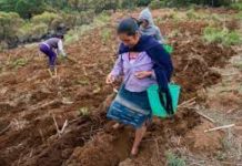 Critican a ‘Sembrando Vida’ por apoyar a productores pequeños
