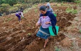 Critican a ‘Sembrando Vida’ por apoyar a productores pequeños