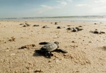 Impulsa Gobierno de Tamaulipas acciones a favor de la flora y fauna de ecosistemas regionales