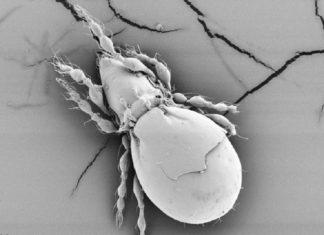 Descubren que este pequeño animal encontró la manera de sobrevivir con éxito sin reproducción sexual durante millones de años