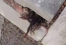 Hombre encuentra cabello humano saliendo de tumba de hace 100 años; este es el video