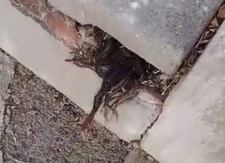 Hombre encuentra cabello humano saliendo de tumba de hace 100 años; este es el video