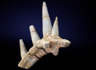 Descubren una nueva especie de dinosaurio con una “extraordinaria” armadura de púas óseas “nunca antes vista” en ninguna otra especie viva o extinta