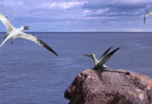 Descubren por primera vez en el hemisferio sur un ‘dragón alado’ jurásico que vivió hace más de 160 millones de años en el actual Chile