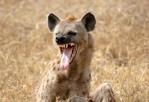 Zoológico de Tamatán exhibe hienas