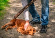 Niños y adolescentes deben concientizarse en el respeto a los animales