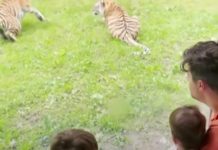 El hotel de Reino Unido que permite a sus huéspedes dormir con tigres