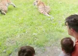 El hotel de Reino Unido que permite a sus huéspedes dormir con tigres