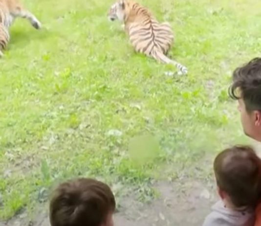 El hotel de Reino Unido que permite a sus huéspedes dormir con tigres