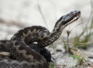 Descubren que las moléculas del veneno de una víbora brasileña podrían servir de ‘antídoto’ contra el covid-19