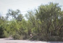 Urgen limpieza y desmonte en predios abandonados