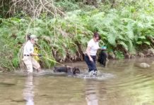 Academia de Mantrailing en México, capacitó a los Binomios Caninos de la Unidad Canina K
