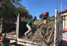 Podan árboles secos de la Plaza Principal en Matamoros