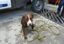 Rescatan a Pitbull que estaba atrapado en un dren pluvial