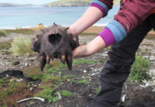Hallan evidencias de actividad humana prehistórica en las Islas Malvinas