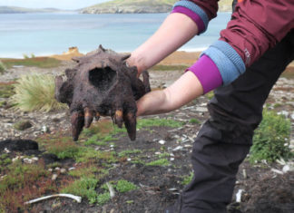 Hallan evidencias de actividad humana prehistórica en las Islas Malvinas