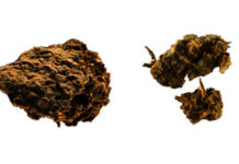 Paleoheces revelan que el hombre ya disfrutaba del queso azul y la cerveza hace 2.700 años