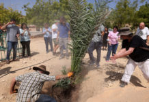 Plantan semillas de más de 2.000 años de antigüedad y este es el resultado