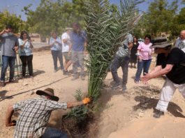 Plantan semillas de más de 2.000 años de antigüedad y este es el resultado