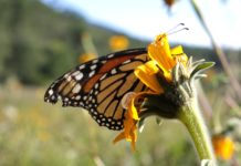 Refrenda GOBTAM acciones para preservación y protección a la mariposa Monarca