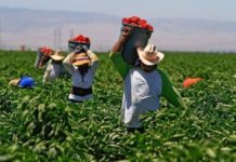 Tamaulipecos desempleados siguen emigrando al extranjero