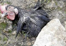 Comienzan a vender gallinas y gatos negros para conjuros