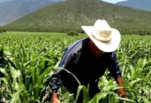 Podrían frenar recortes federales al campo tamaulipeco